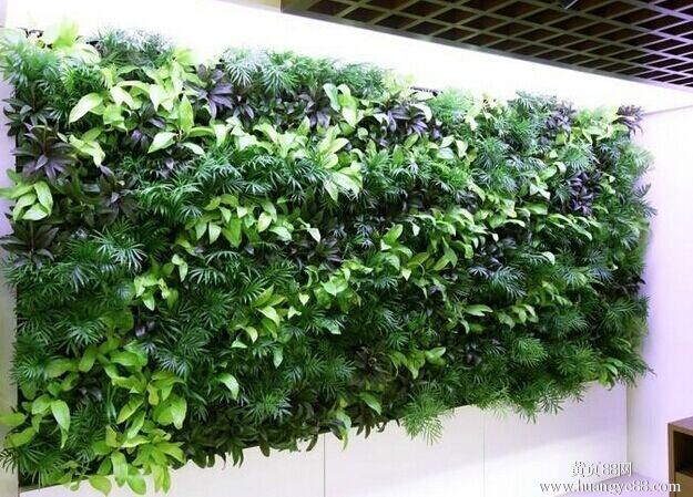 植物墻 植物墻