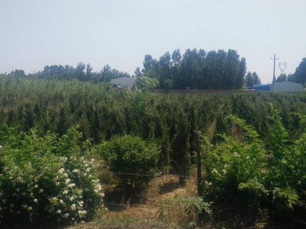 龍柏基地直銷(xiāo)小龍柏、龍柏球
