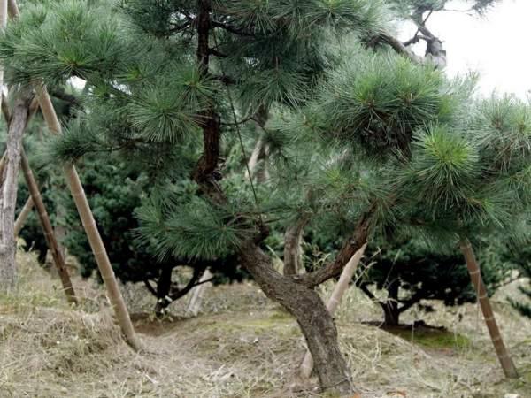 黑松樹(shù)基地底價(jià)直銷(xiāo)黑松樹(shù)苗