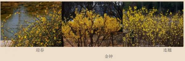 迎春花、金鐘和連翹如何區(qū)分？
