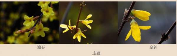 迎春花、金鐘和連翹如何區(qū)分？