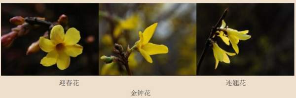 迎春花、金鐘和連翹如何區(qū)分？