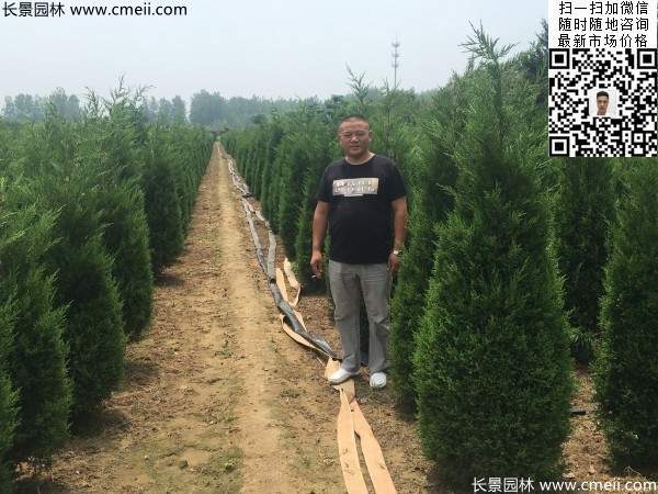 常綠松柏植物塔柏圖片 常綠松柏植物塔柏圖片