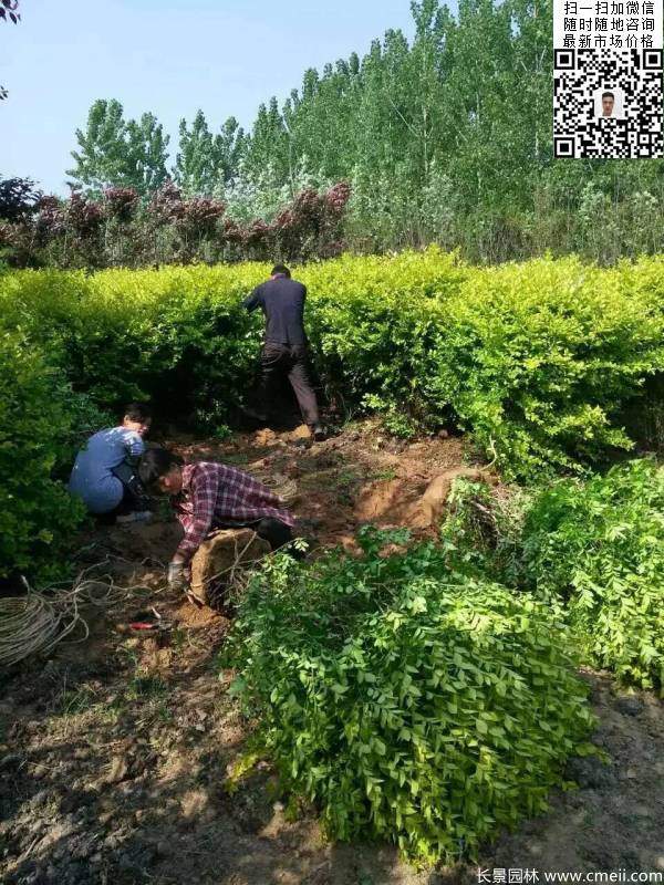 冠幅40公分50公分金葉女貞球圖片 冠幅40公分50公分金葉女貞球圖片