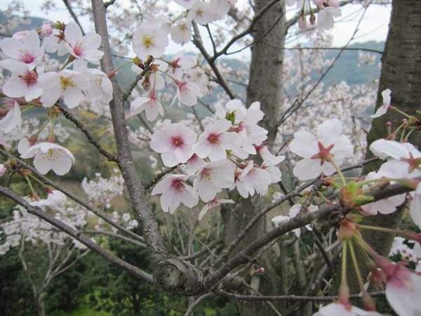 日本早櫻