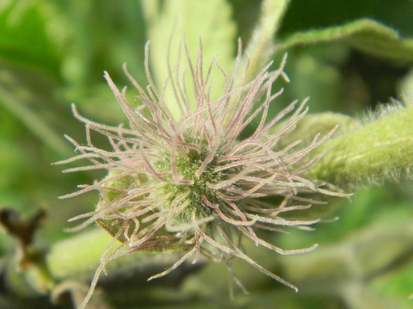 構樹花 構樹花