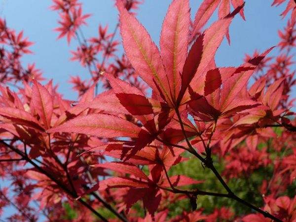 紅楓的三大用途，你知道哪個(gè)？