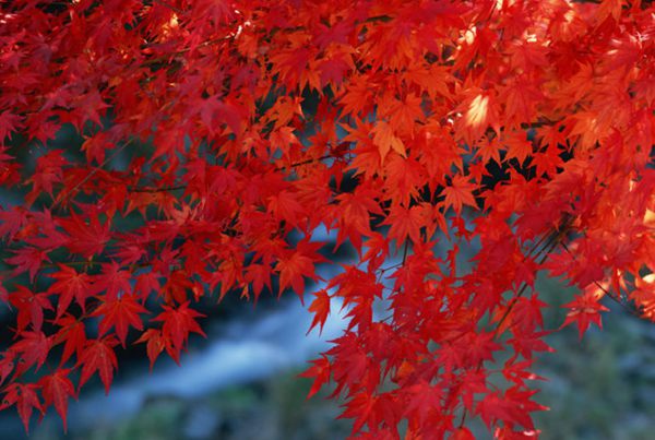 紅楓作衫，白楊為裙，美的傾國(guó)傾城！