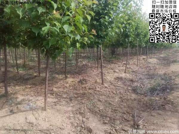 國內數一數二紅梅花產地，你知道幾個