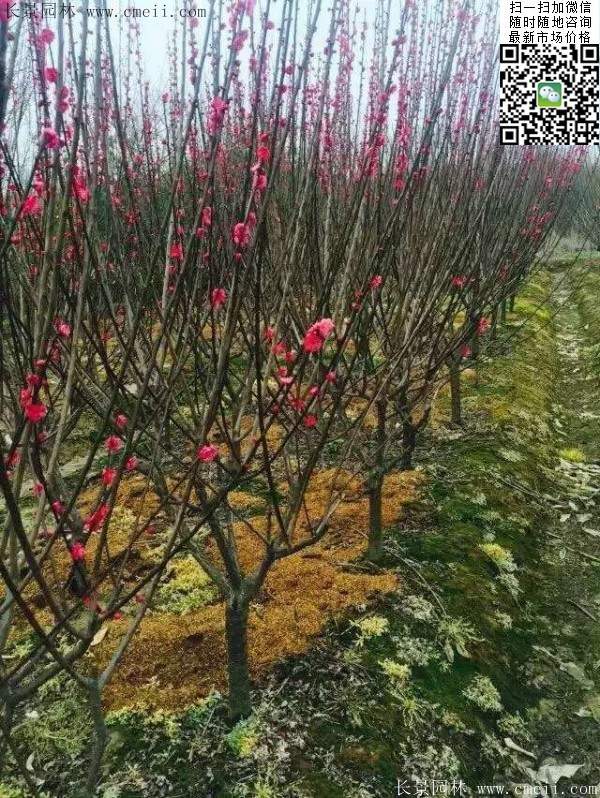 國內數一數二紅梅花產地，你知道幾個