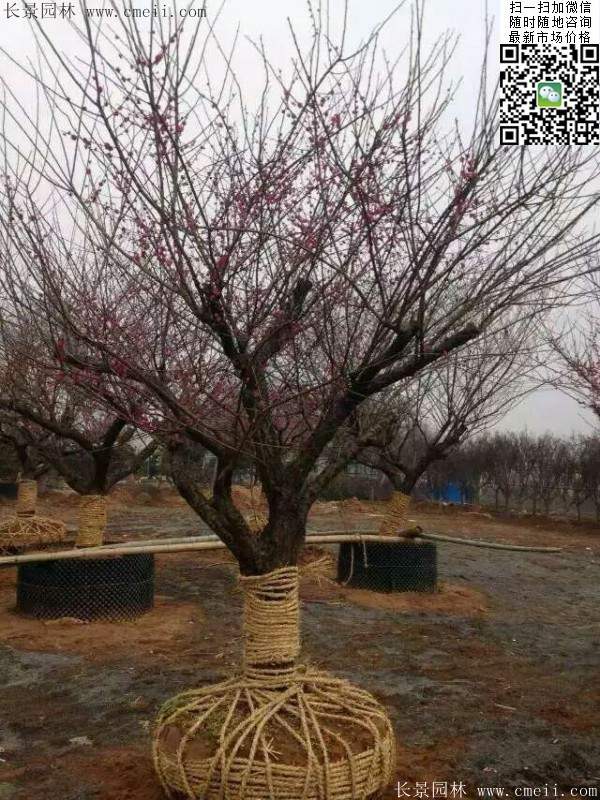 國內數一數二紅梅花產地，你知道幾個