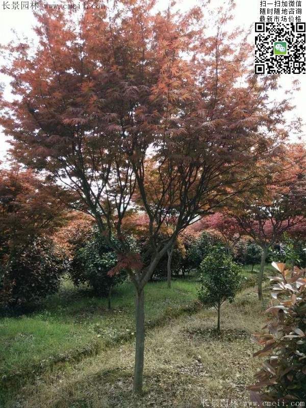 中國(guó)紅楓