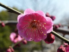 聽(tīng)說(shuō)“日本櫻花”和“紅梅”還是近親呢，你知