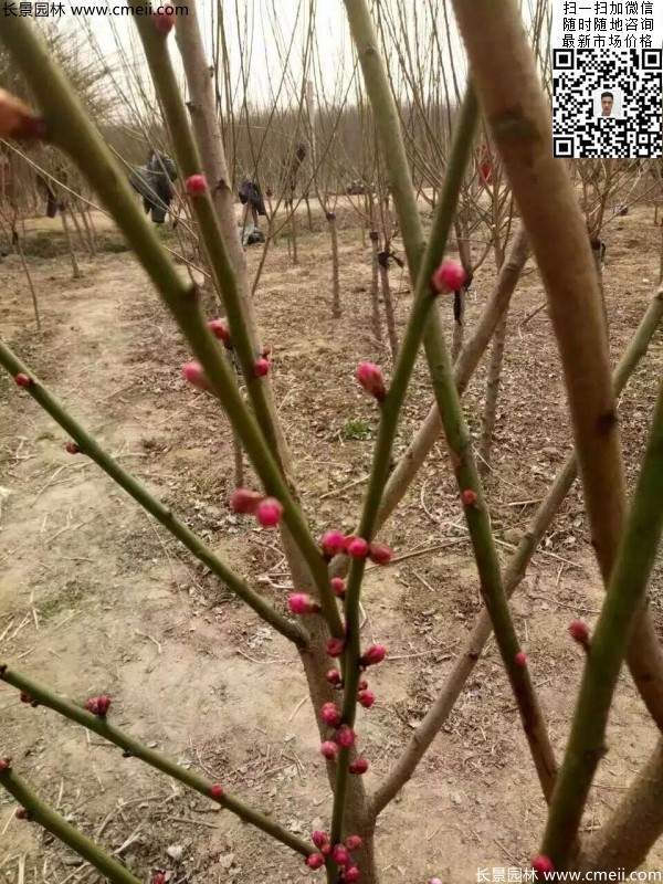 紅梅花 紅梅花