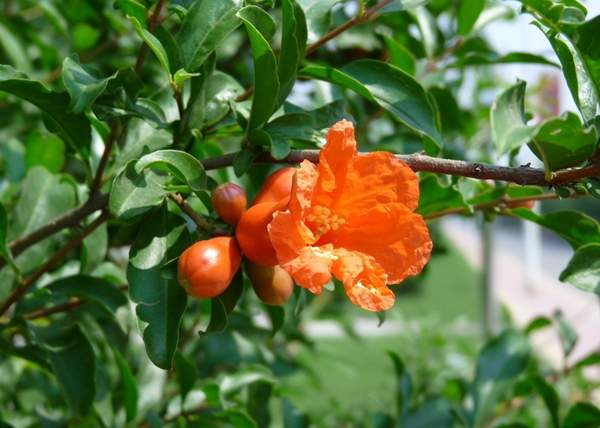 花石榴 花石榴