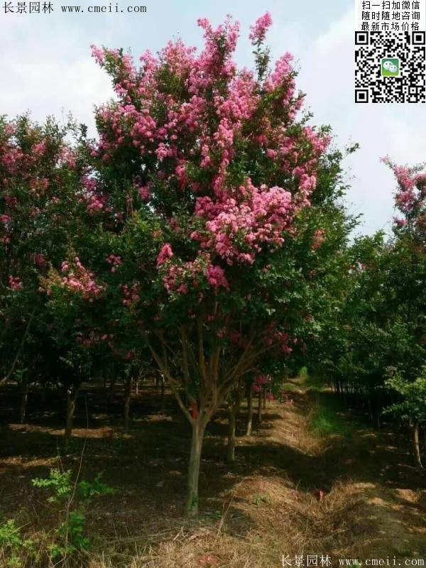 紫薇樹(shù)