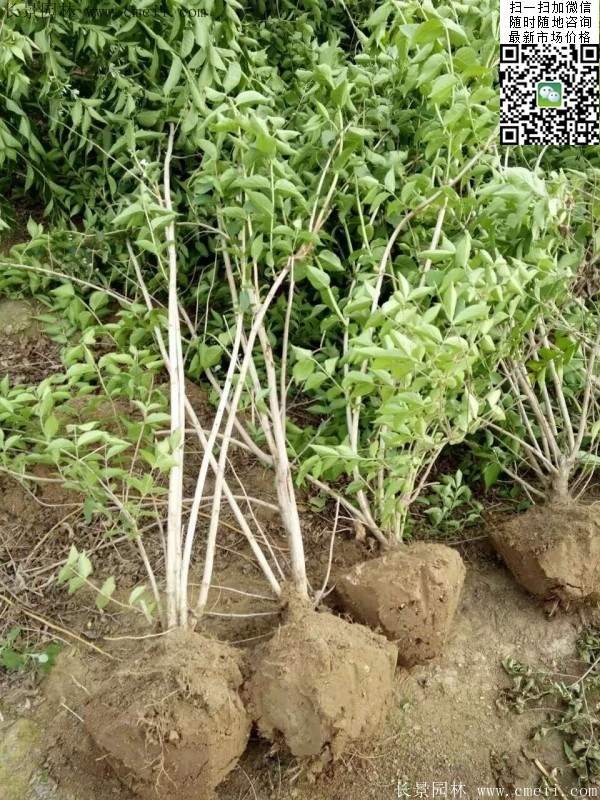 金銀木規格