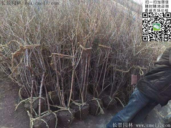 金銀木 金銀木