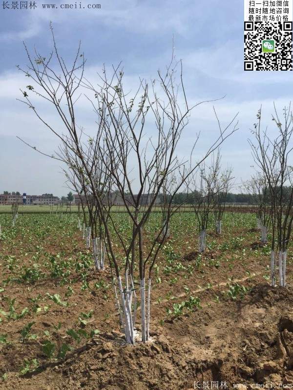 大規格櫸樹