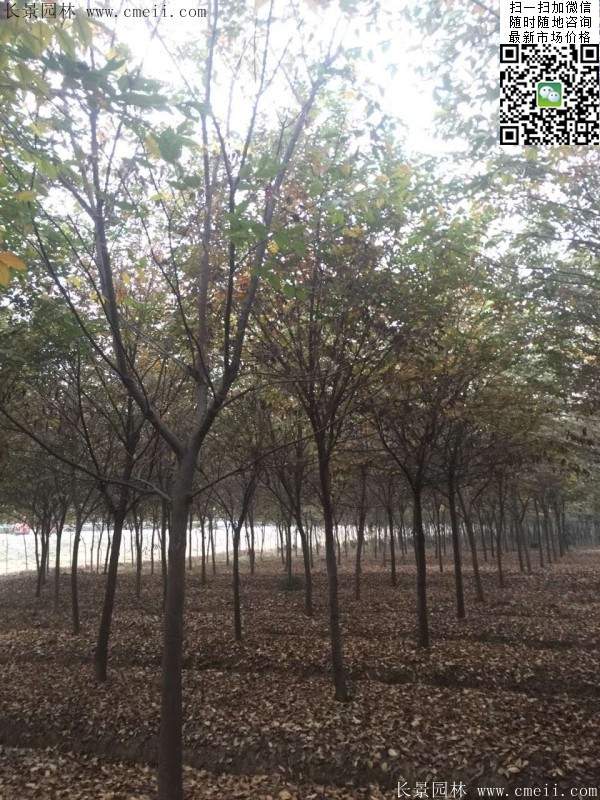 櫸樹種植