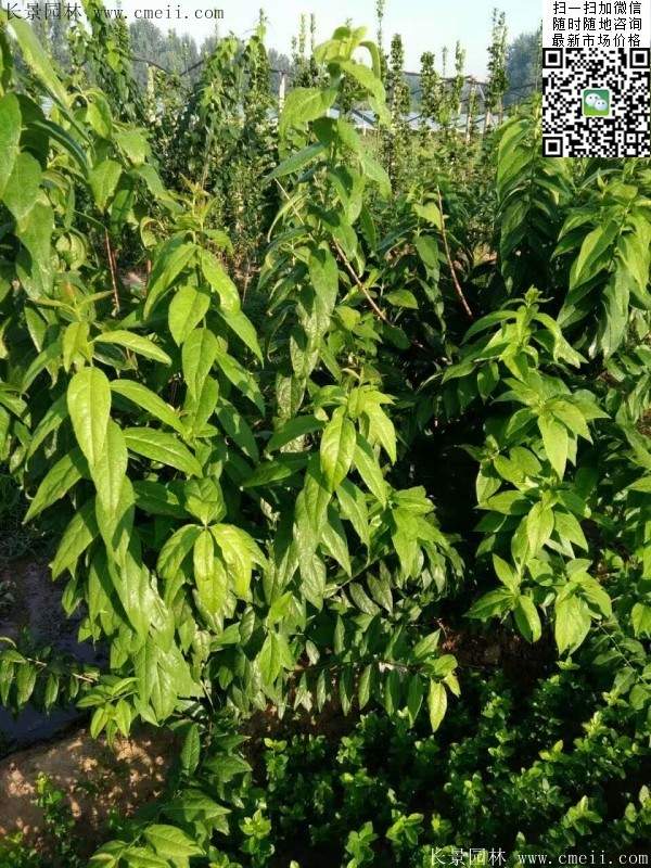 臘梅樹 臘梅樹