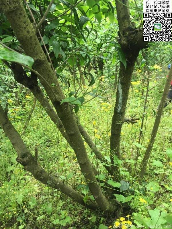 臘梅樹 臘梅樹