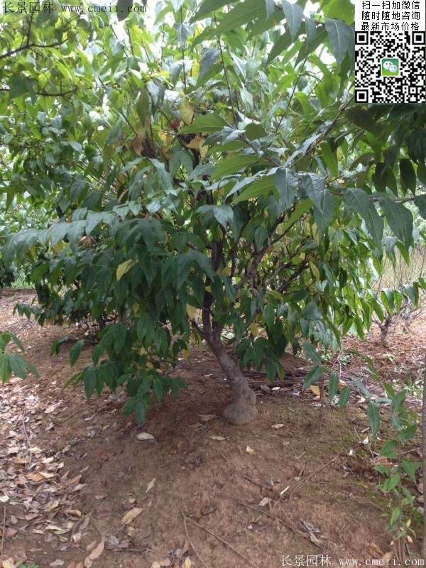 臘梅樹 臘梅樹