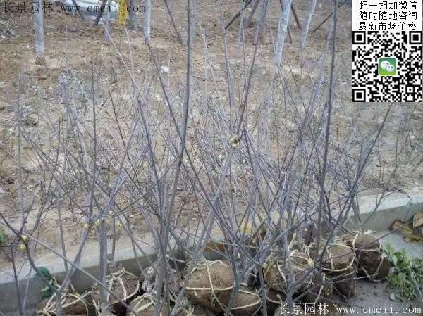 臘梅樹(shù)