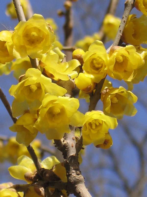 沭陽(yáng)臘梅花 沭陽(yáng)臘梅花