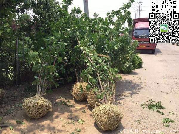 沭陽(yáng)臘梅花 沭陽(yáng)臘梅花