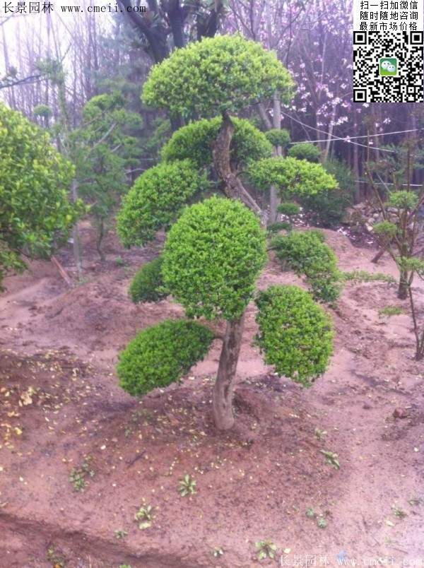 小葉女貞--長景園林 小葉女貞--長景園林