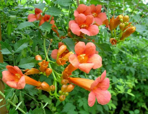 凌霄花 凌霄花