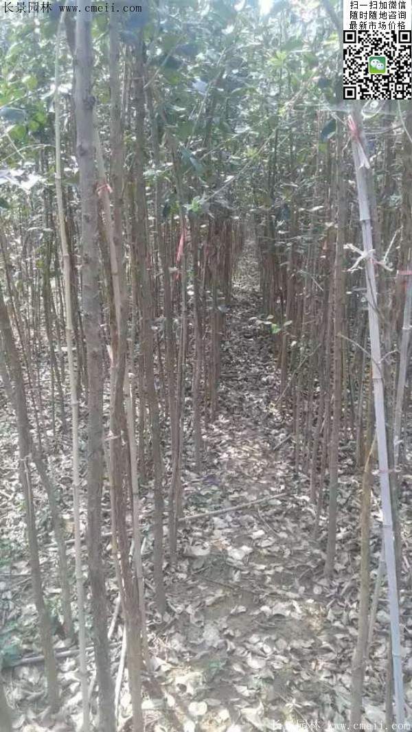 流蘇樹 流蘇樹