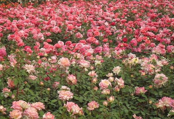 月季花