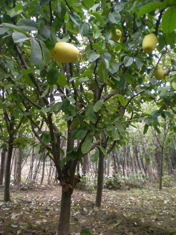 木瓜價(jià)格