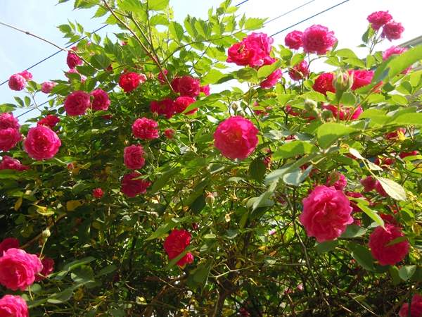 2016薔薇花多少錢一棵