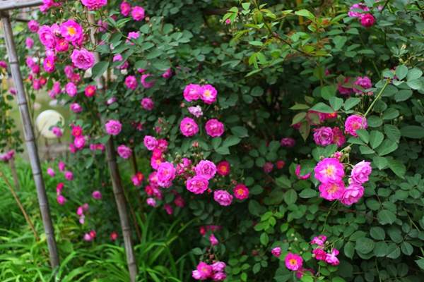 薔薇花