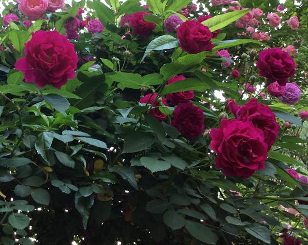 薔薇花 薔薇花