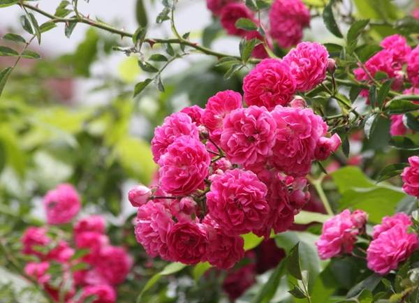 薔薇花 薔薇花