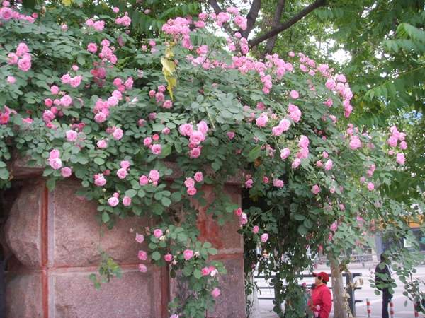 薔薇花 薔薇花
