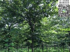 「國家二級(jí)重點(diǎn)保護(hù)植物」紅櫸樹的崛起