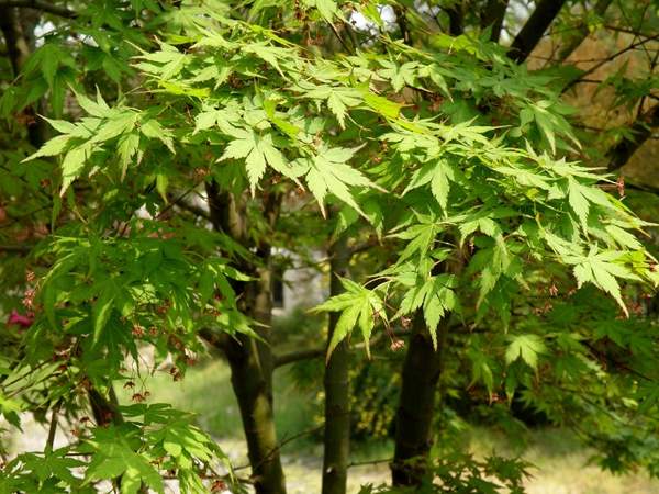 優(yōu)質青楓樹