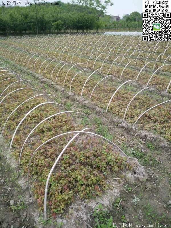 青楓樹價格