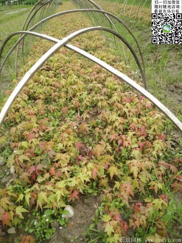 青楓樹價格