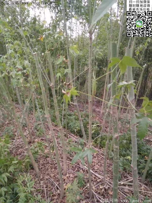 青楓樹價格