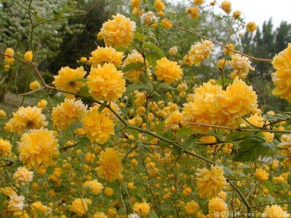 沭陽(yáng)棣棠花