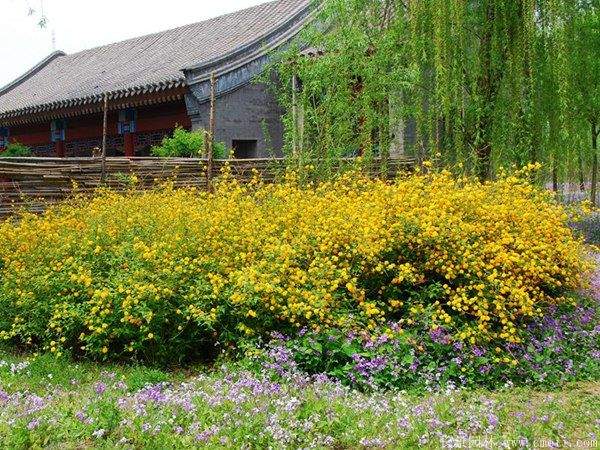 叢生棣棠花