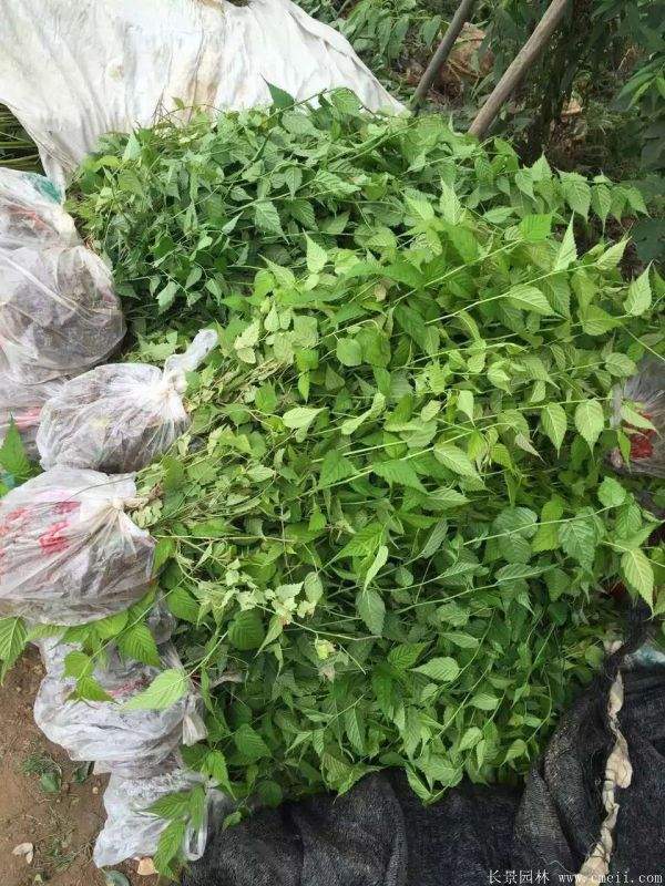 棣棠花多少錢