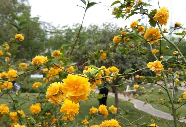 公園中的棣棠花