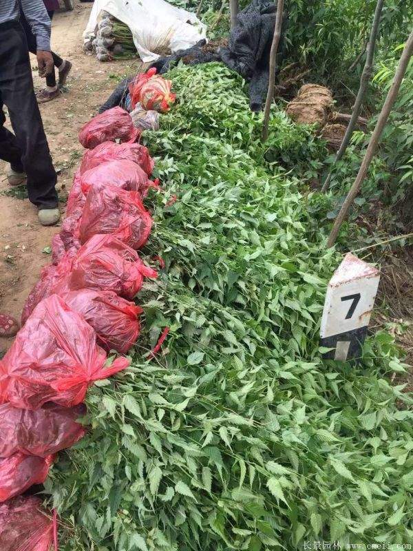 沭陽棣棠苗